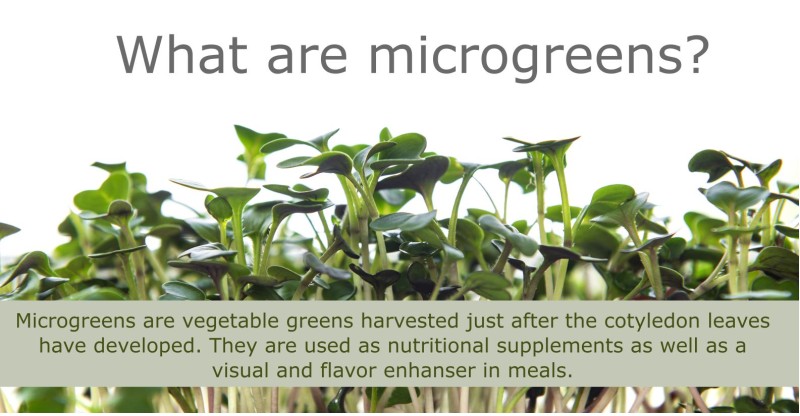 What are microgreens